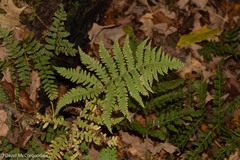 Phegopteris connectilis