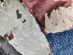 Membranipora membranacea