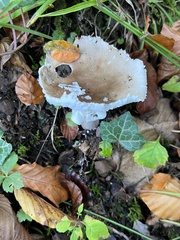 Russula ochroleuca