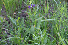 Centaurea montana