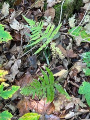 Phegopteris connectilis