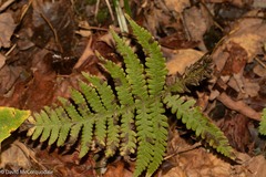 Phegopteris connectilis