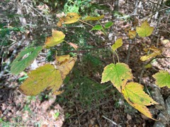 Acer spicatum
