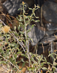 Chrysothamnus viscidiflorus viscidiflorus