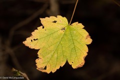 Acer spicatum