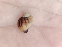 Littorinimorpha