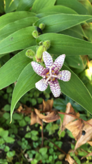Tricyrtis formosana
