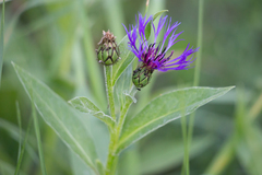 Centaurea montana