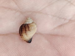 Littorinimorpha