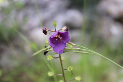 Verbascum phoeniceum