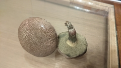 Xerocomellus chrysenteron