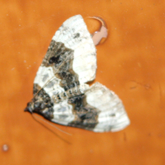 Cosmorhoe ocellata