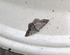 Digrammia ocellinata