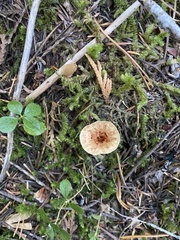 Turbinellus kauffmanii