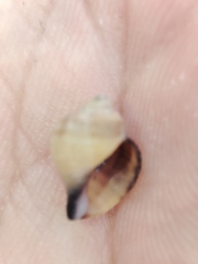 Littorinimorpha