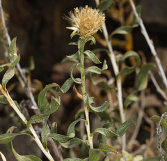 Chrysothamnus viscidiflorus viscidiflorus
