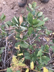 Heteroecus pacificus