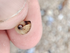 Littorinimorpha