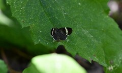 Trichodezia albovittata