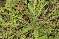 Cirsium palustre