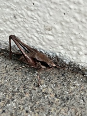 Atlanticus testaceus