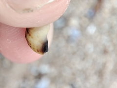Littorinimorpha