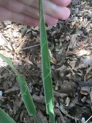 Yucca arkansana
