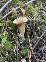 Turbinellus kauffmanii