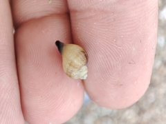 Littorinimorpha