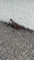 Atlanticus testaceus