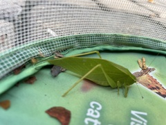 Amblycorypha oblongifolia