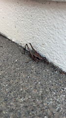 Atlanticus testaceus