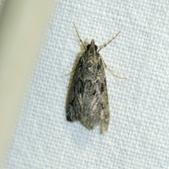 Eudonia truncicolella