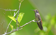Colibri delphinae