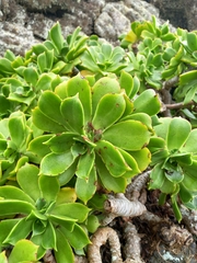 Aeonium lancerottense image