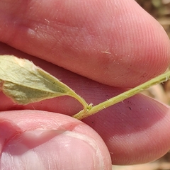 Ditaxis humilis
