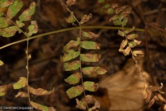 Osmunda spectabilis