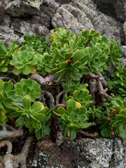 Aeonium lancerottense image