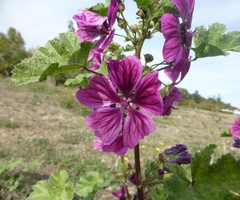 Malva sylvestris
