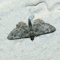 Gymnoscelis rufifasciata