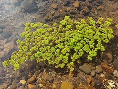 Azolla
