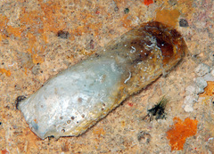 Vulsella vulsella