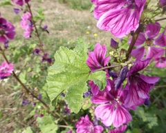 Malva sylvestris