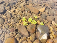 Azolla