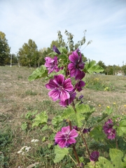 Malva sylvestris