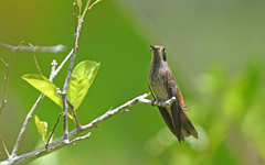 Colibri delphinae