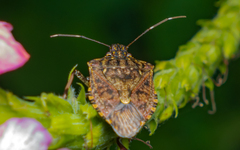 Halyomorpha