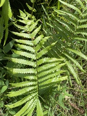 Dryopteris ludoviciana