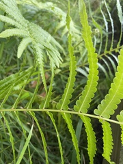Dryopteris ludoviciana