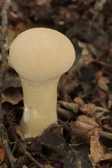 Lycoperdon excipuliforme